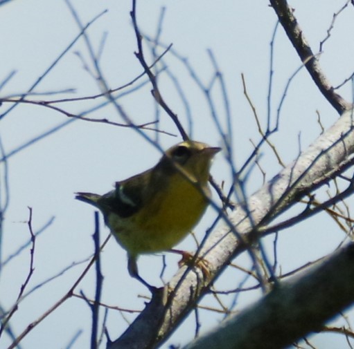 Blackburnian Warbler - ML624003823