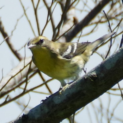 Blackburnian Warbler - ML624003824