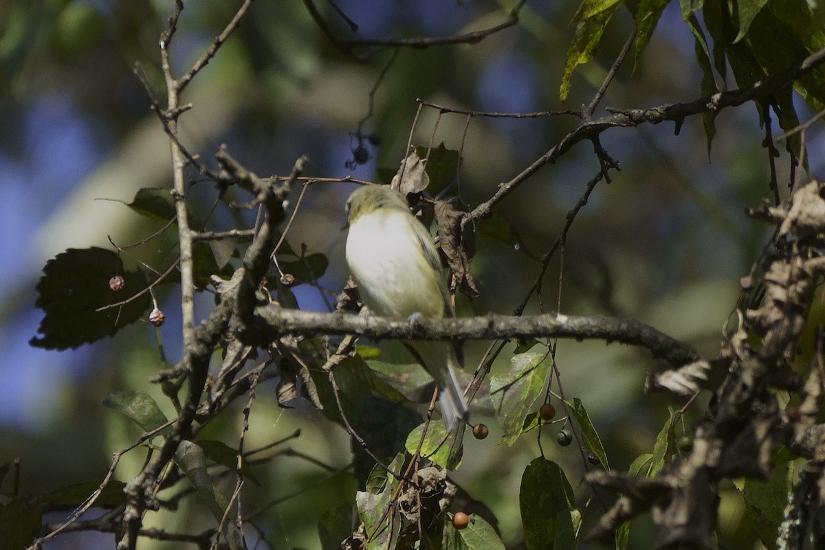 Philadelphia/Warbling Vireo - ML624003845