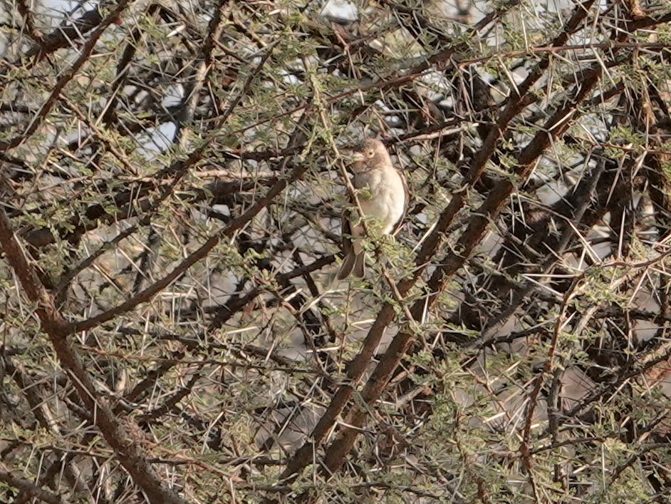 Yellow-spotted Bush Sparrow - ML624003870