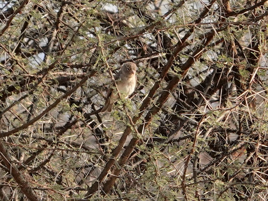 Yellow-spotted Bush Sparrow - ML624003871