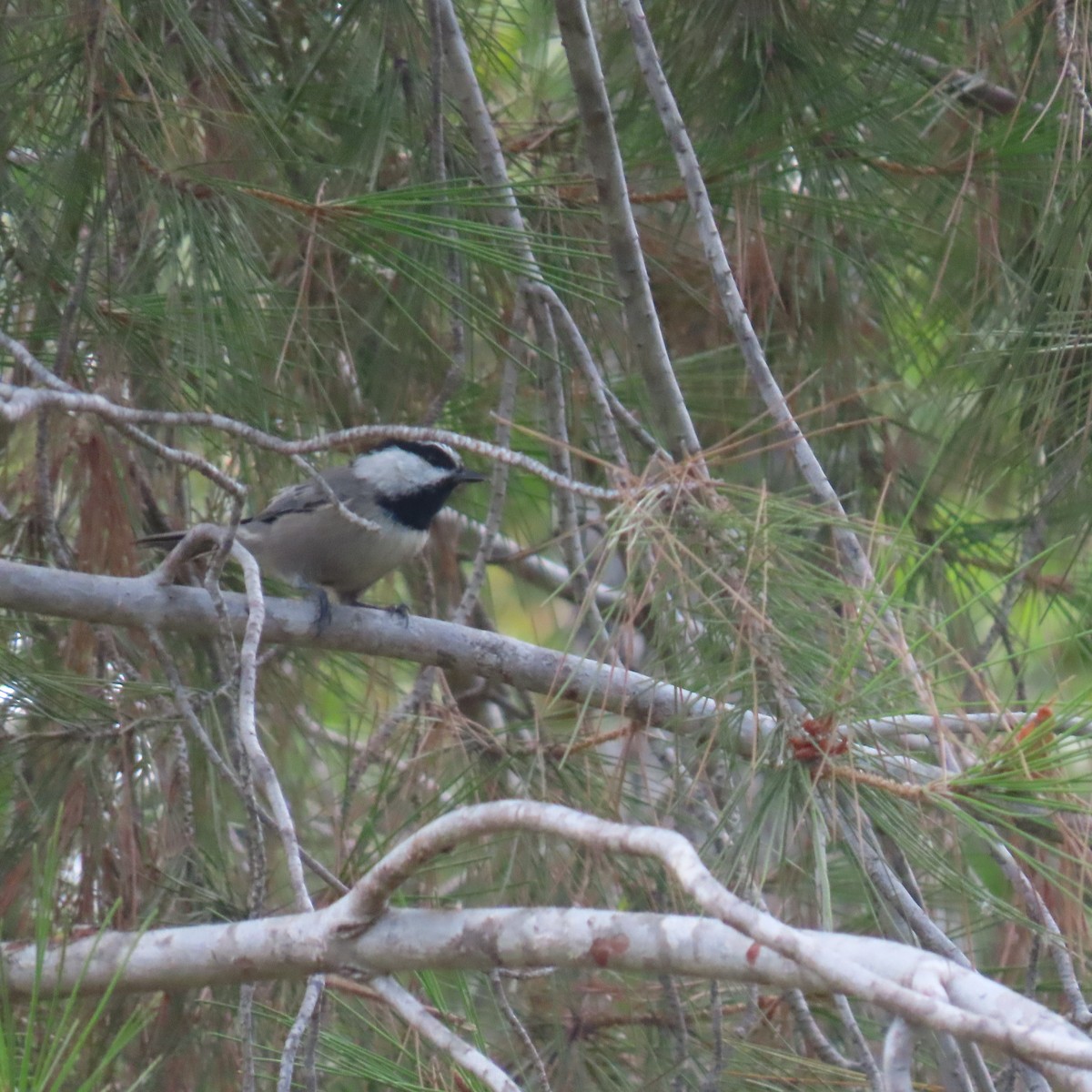 Mountain Chickadee - Brian Nothhelfer