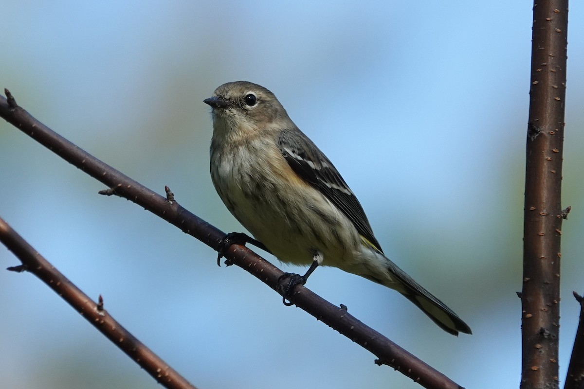 myrteparula - ML624003918