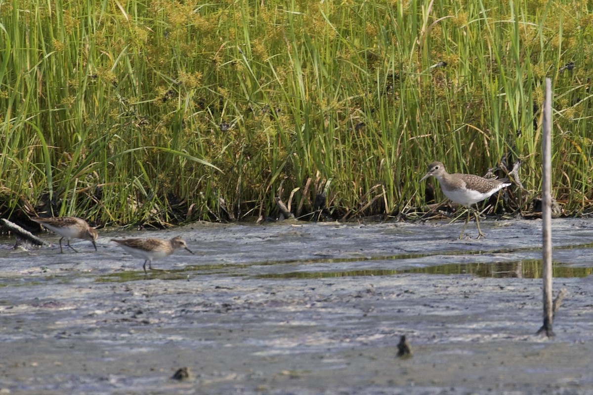 Spotted Sandpiper - ML624003943