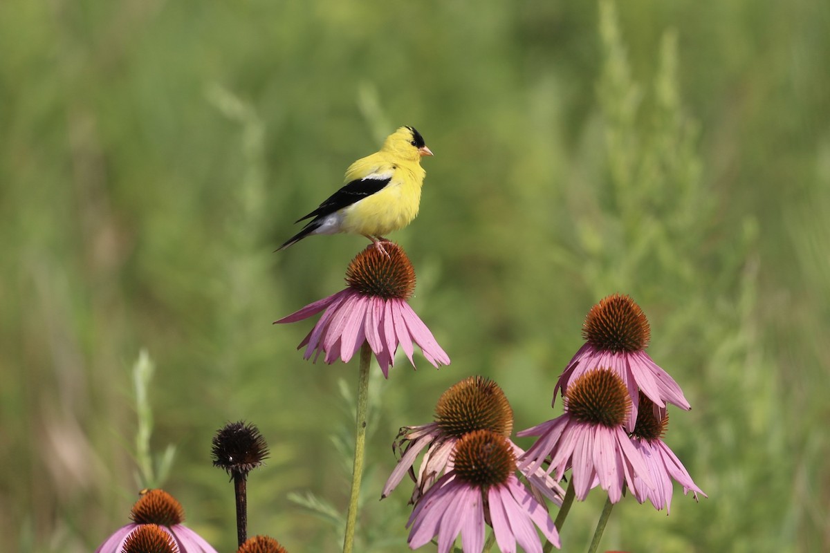 American Goldfinch - ML624003953