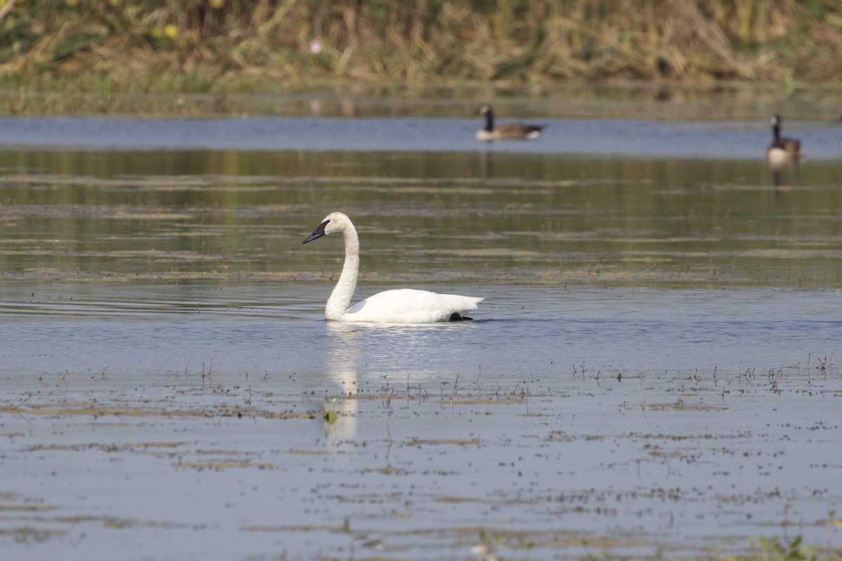 Trumpeter Swan - ML624003980