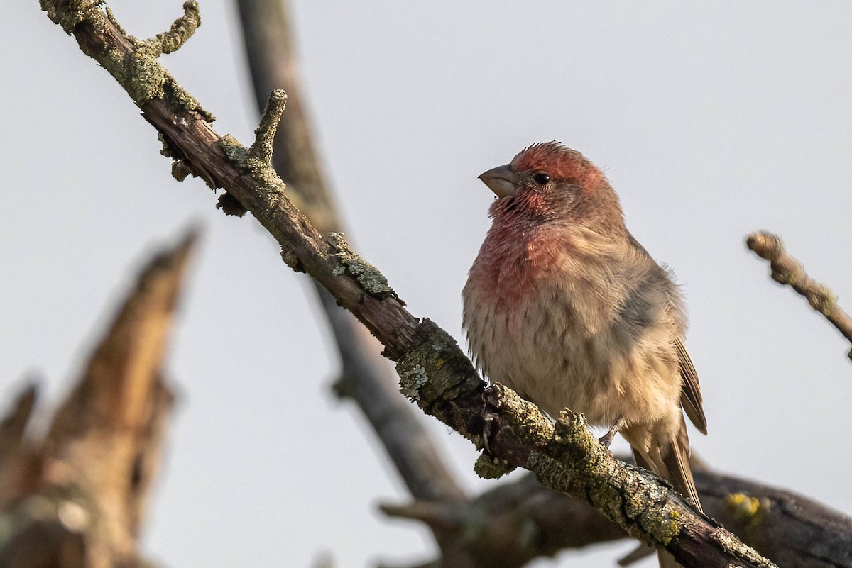 House Finch - ML624003993