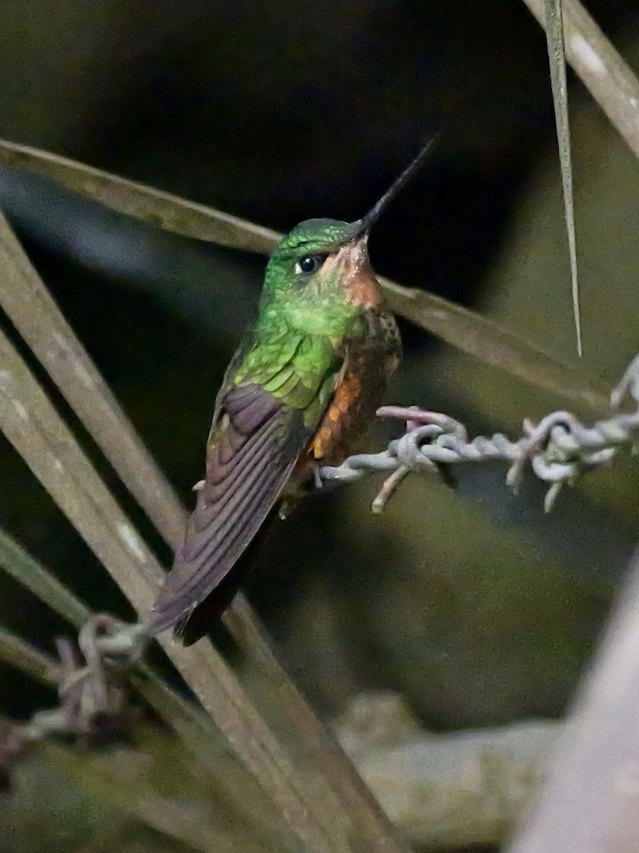 Golden-bellied Starfrontlet - ML624003998