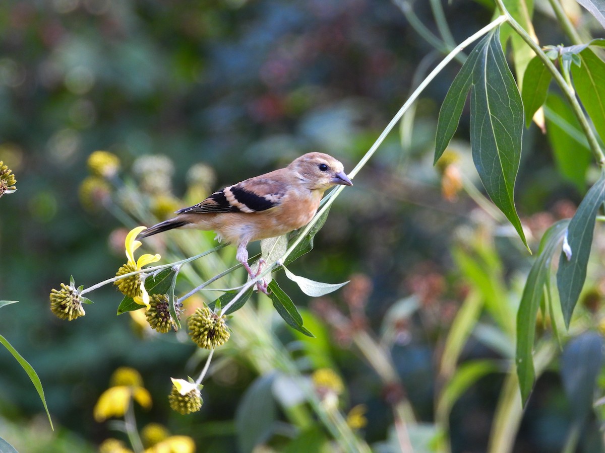 American Goldfinch - ML624004028