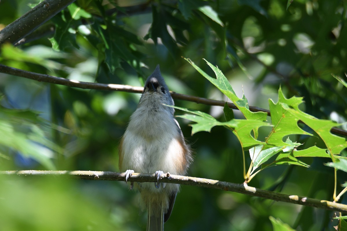 Tufted Titmouse - ML624004041