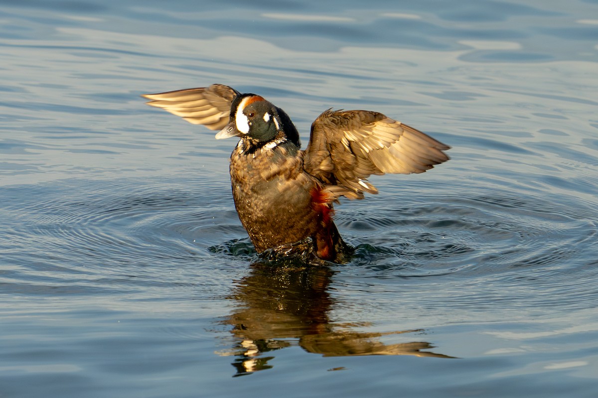 Harlequin Duck - ML624004052