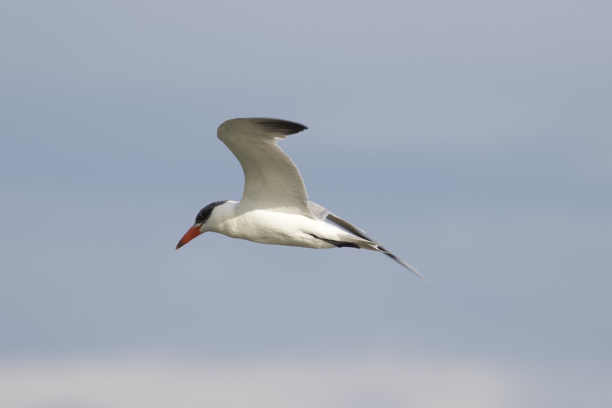 Caspian Tern - ML624004064