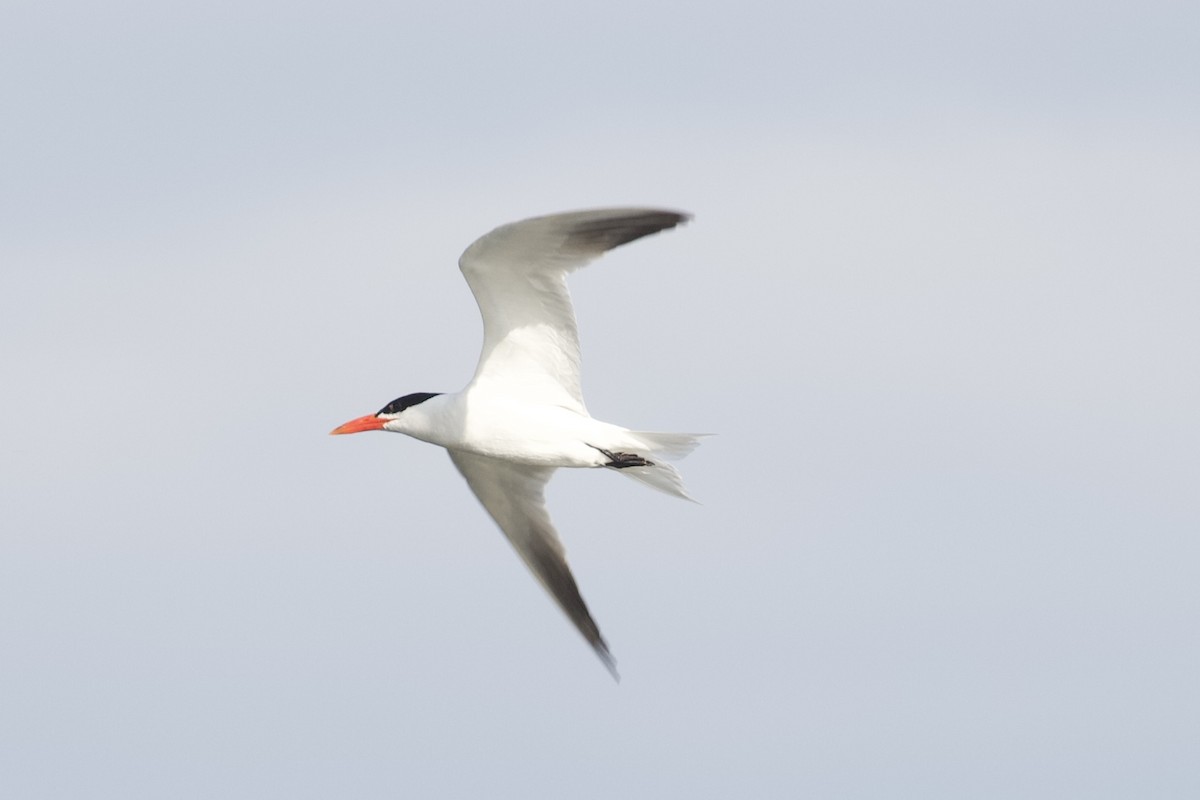 Caspian Tern - ML624004065