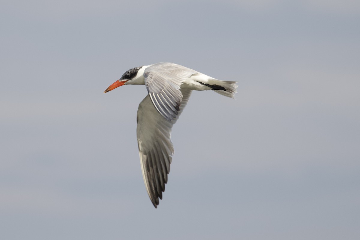 Caspian Tern - Jonah Saitz