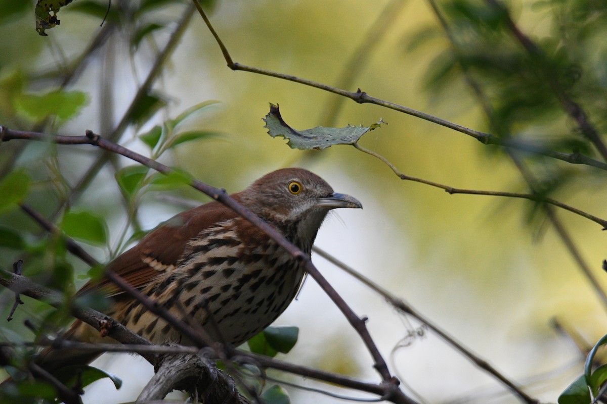 Brown Thrasher - ML624004069