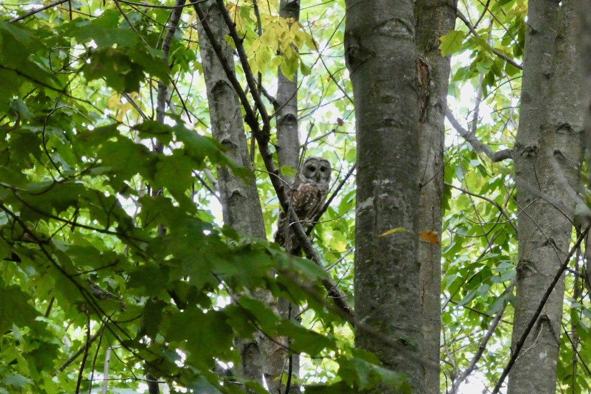 Barred Owl - Judith A. Kennedy