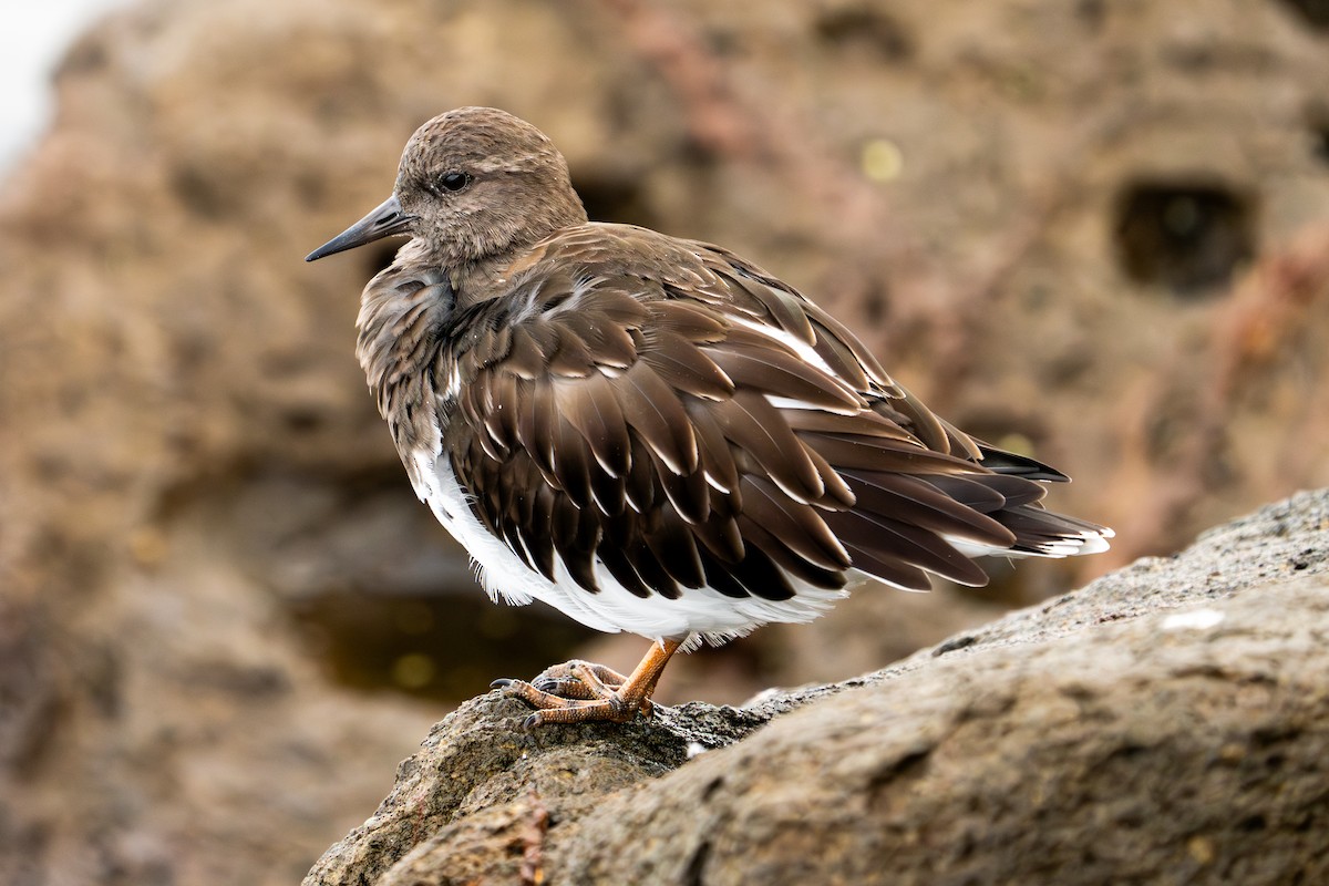 Black Turnstone - ML624004085