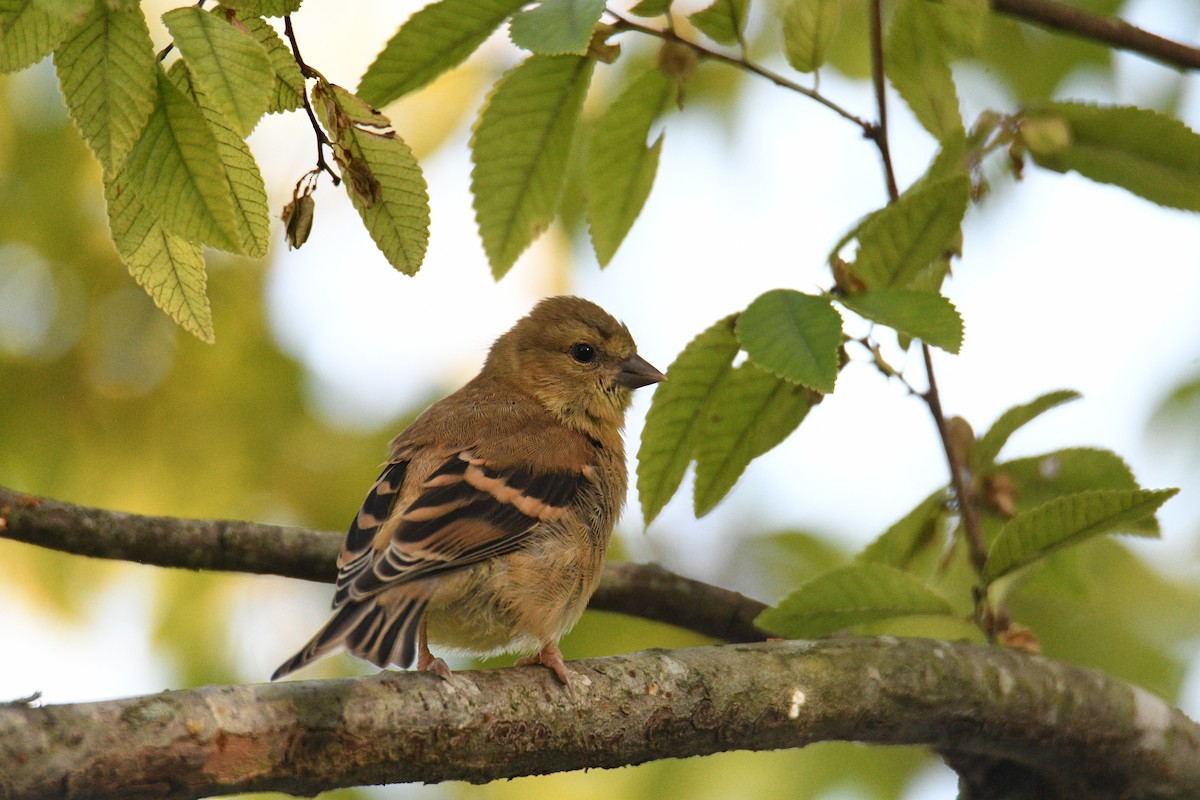 American Goldfinch - ML624004091