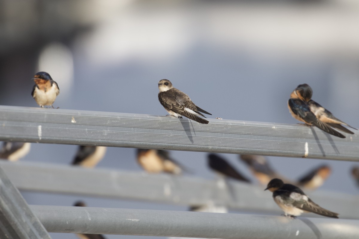 Bank Swallow - ML624004092