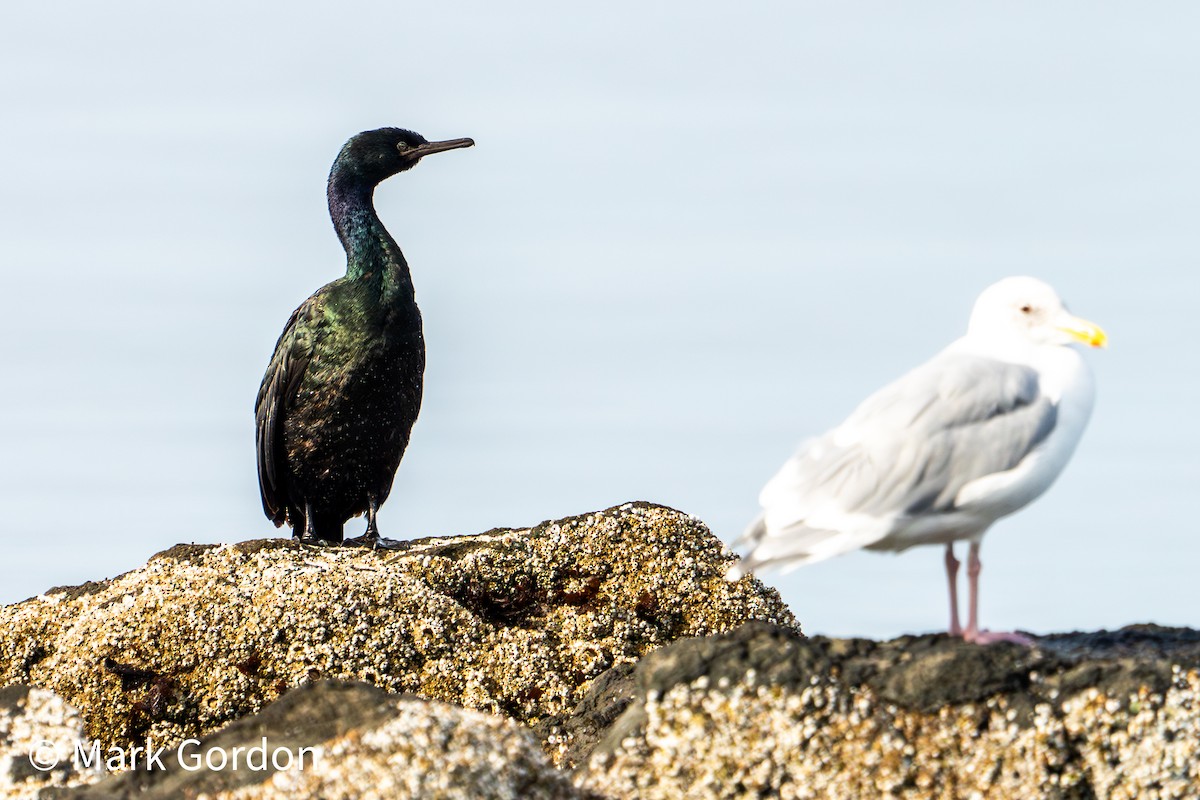 Pelagic Cormorant - ML624004093