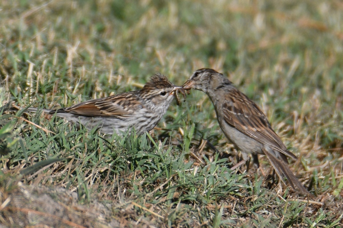 Chipping Sparrow - ML624004117