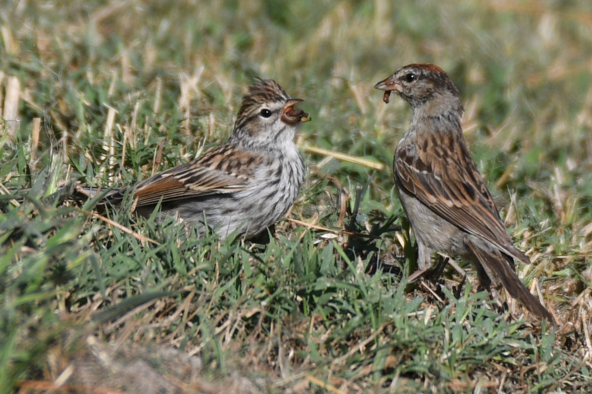 Chipping Sparrow - ML624004118