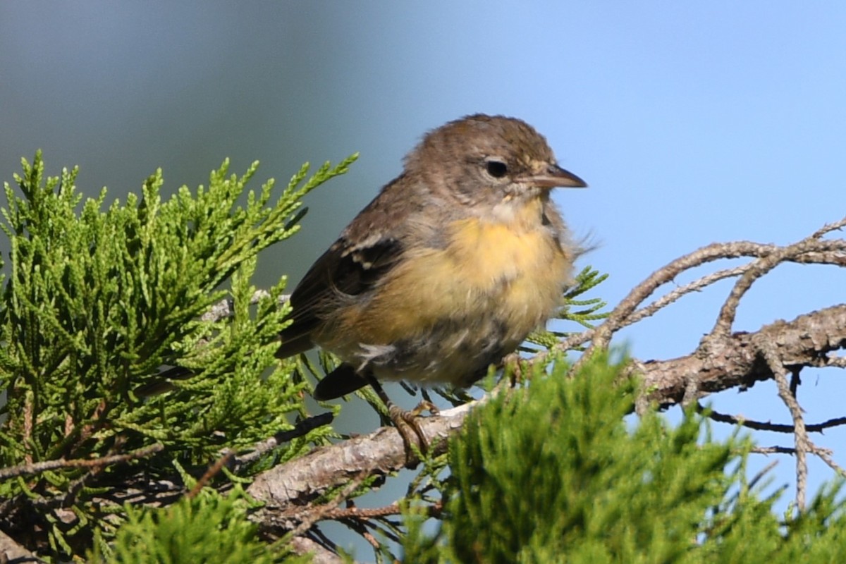 Common Yellowthroat - ML624004121