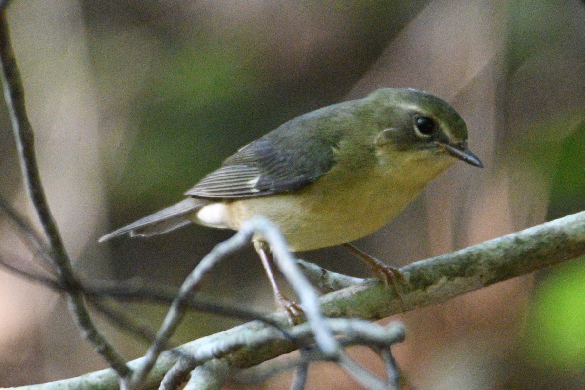 Black-throated Blue Warbler - ML624004126