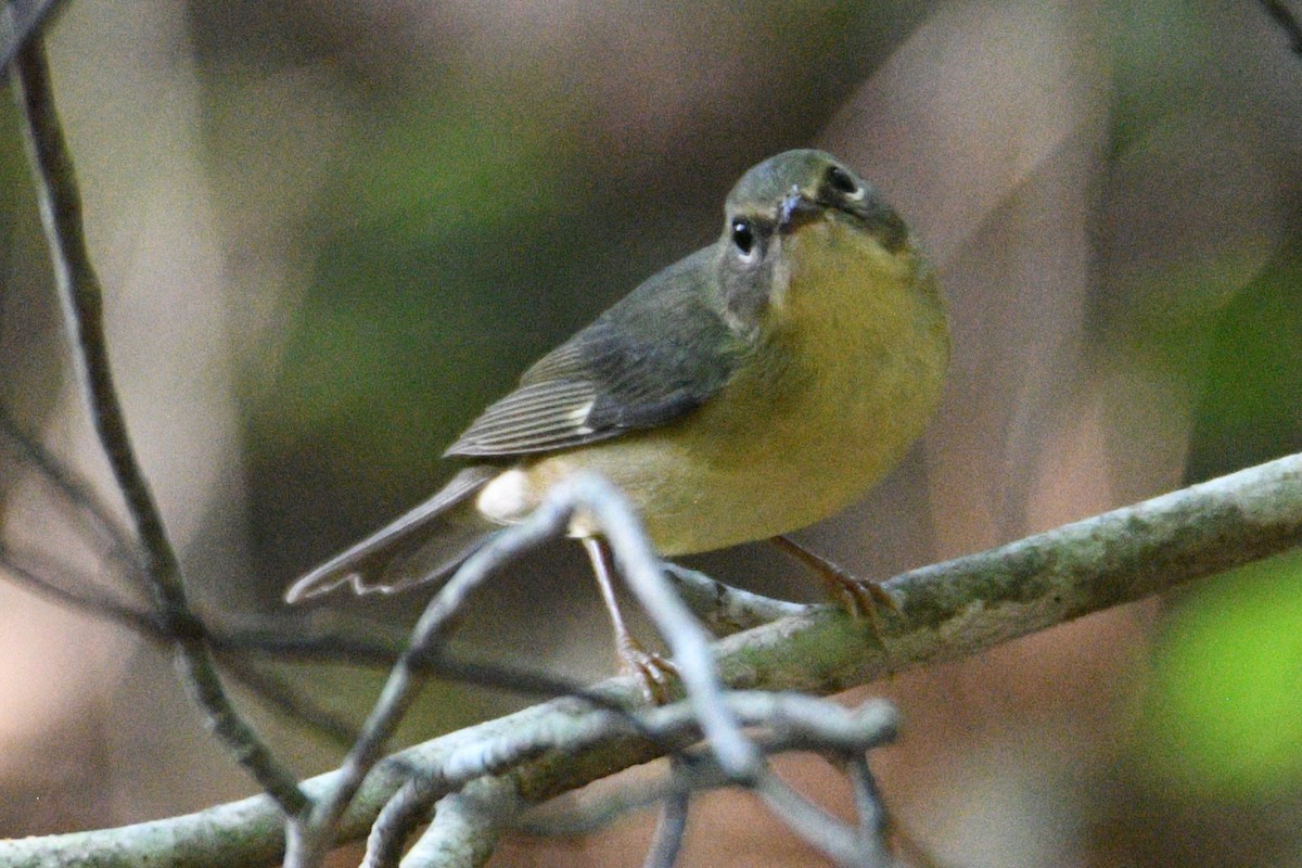 Black-throated Blue Warbler - ML624004127