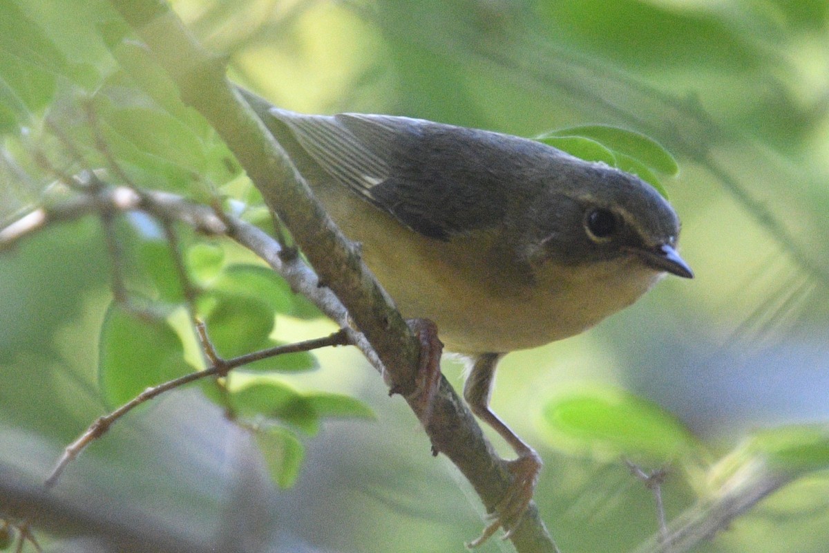 Black-throated Blue Warbler - ML624004128