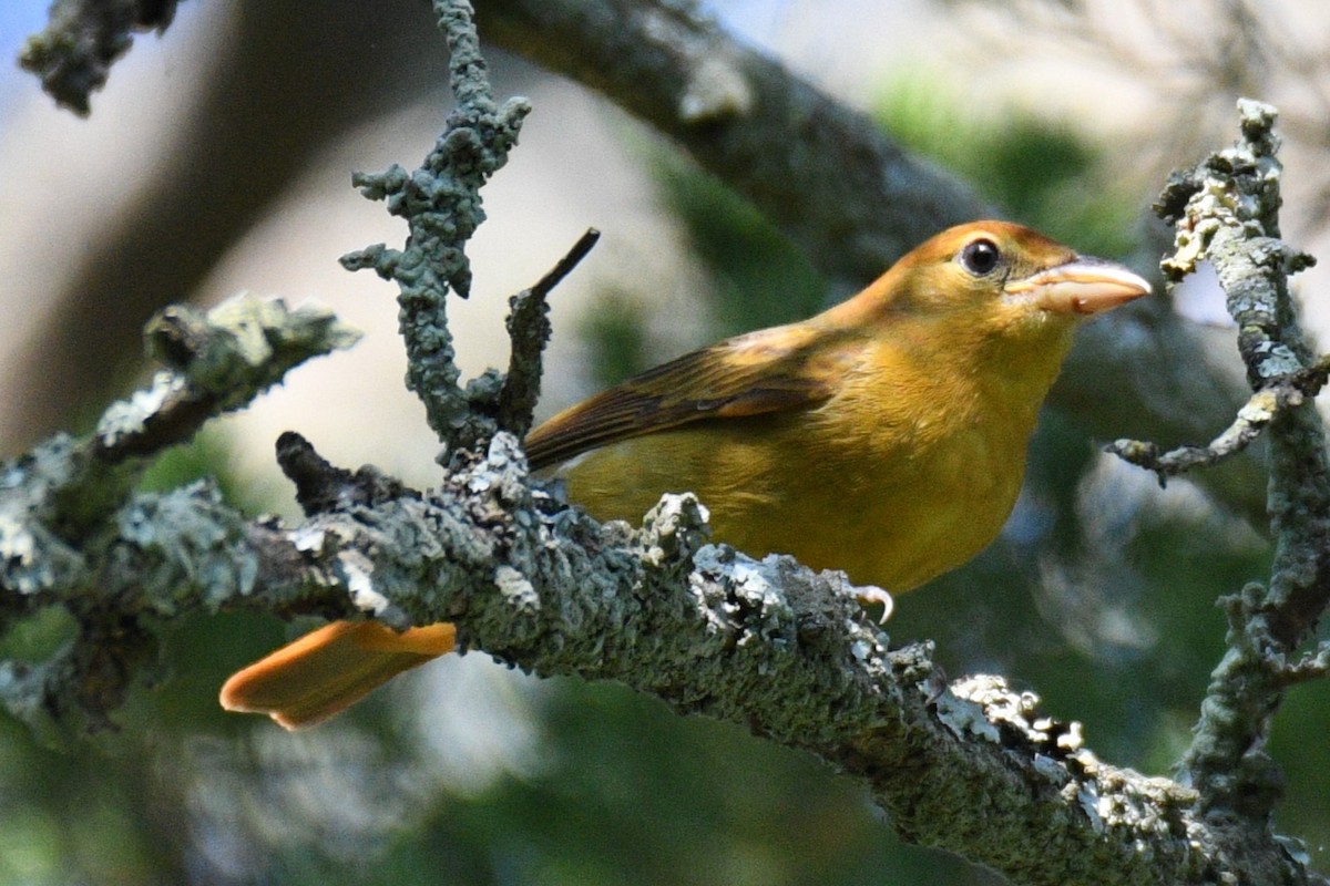 Summer Tanager - ML624004135