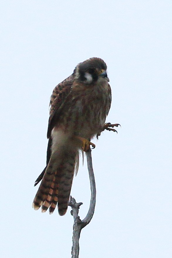 American Kestrel - ML624004138