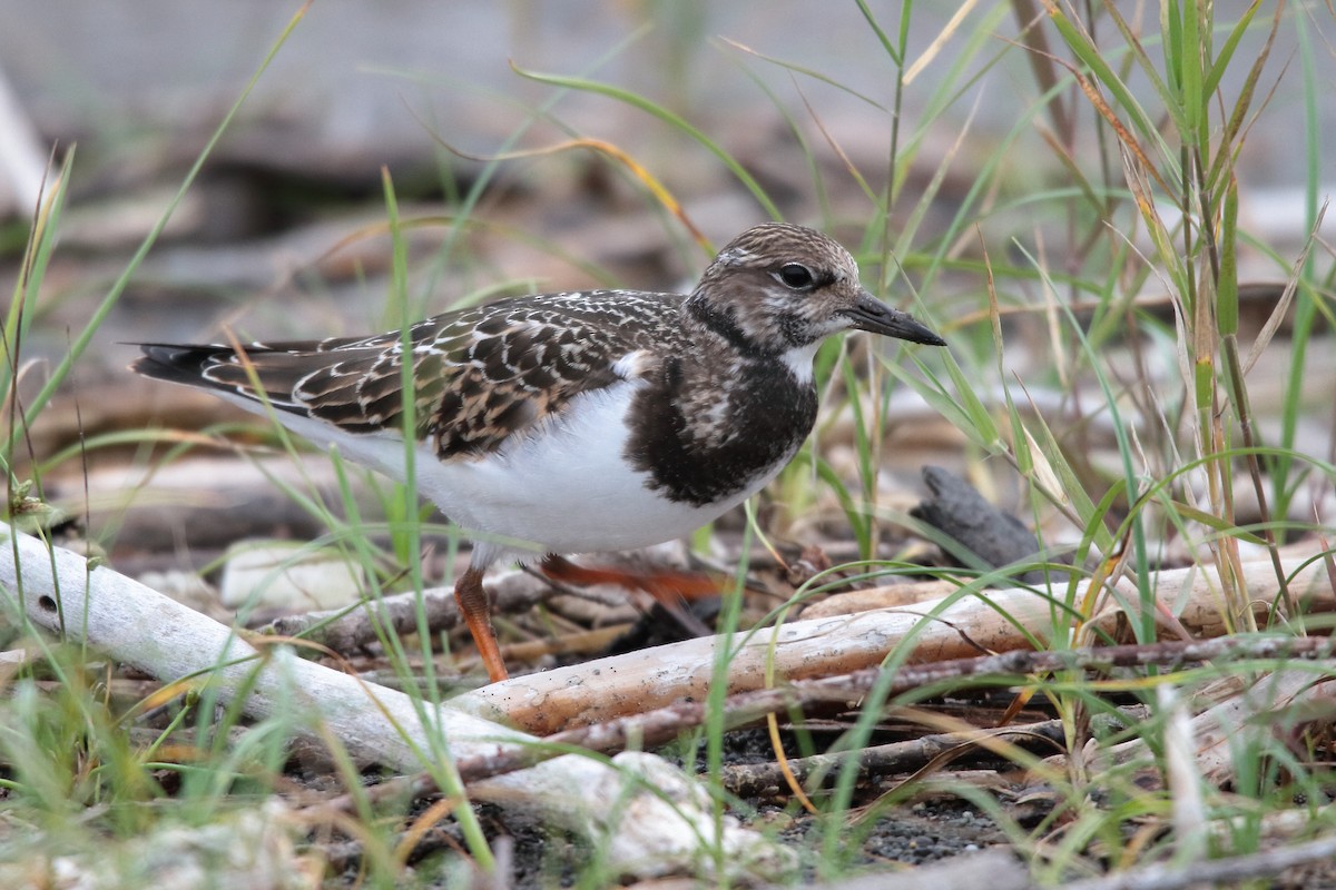 Ruddy Turnstone - ML624004160