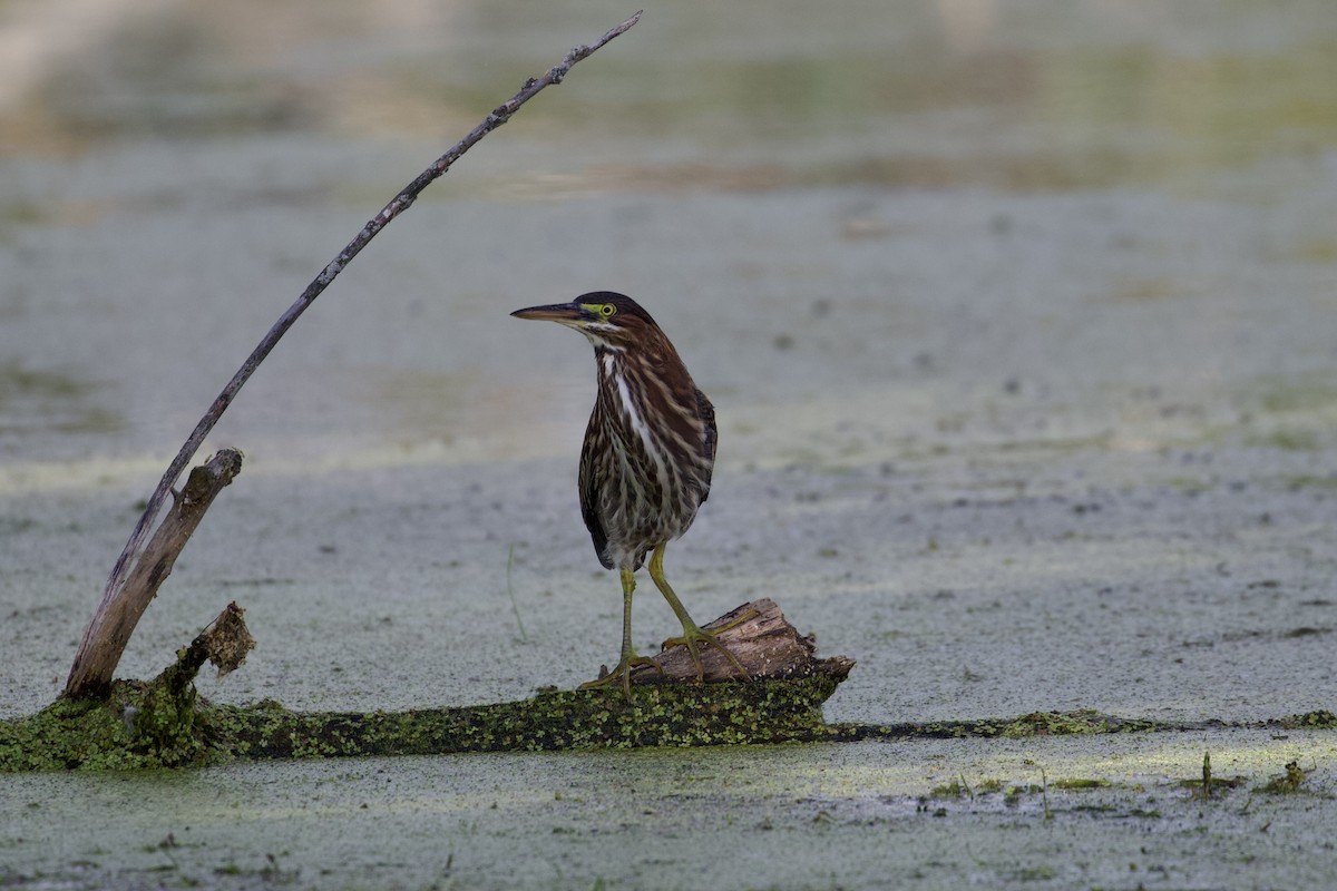 Green Heron - ML624004183