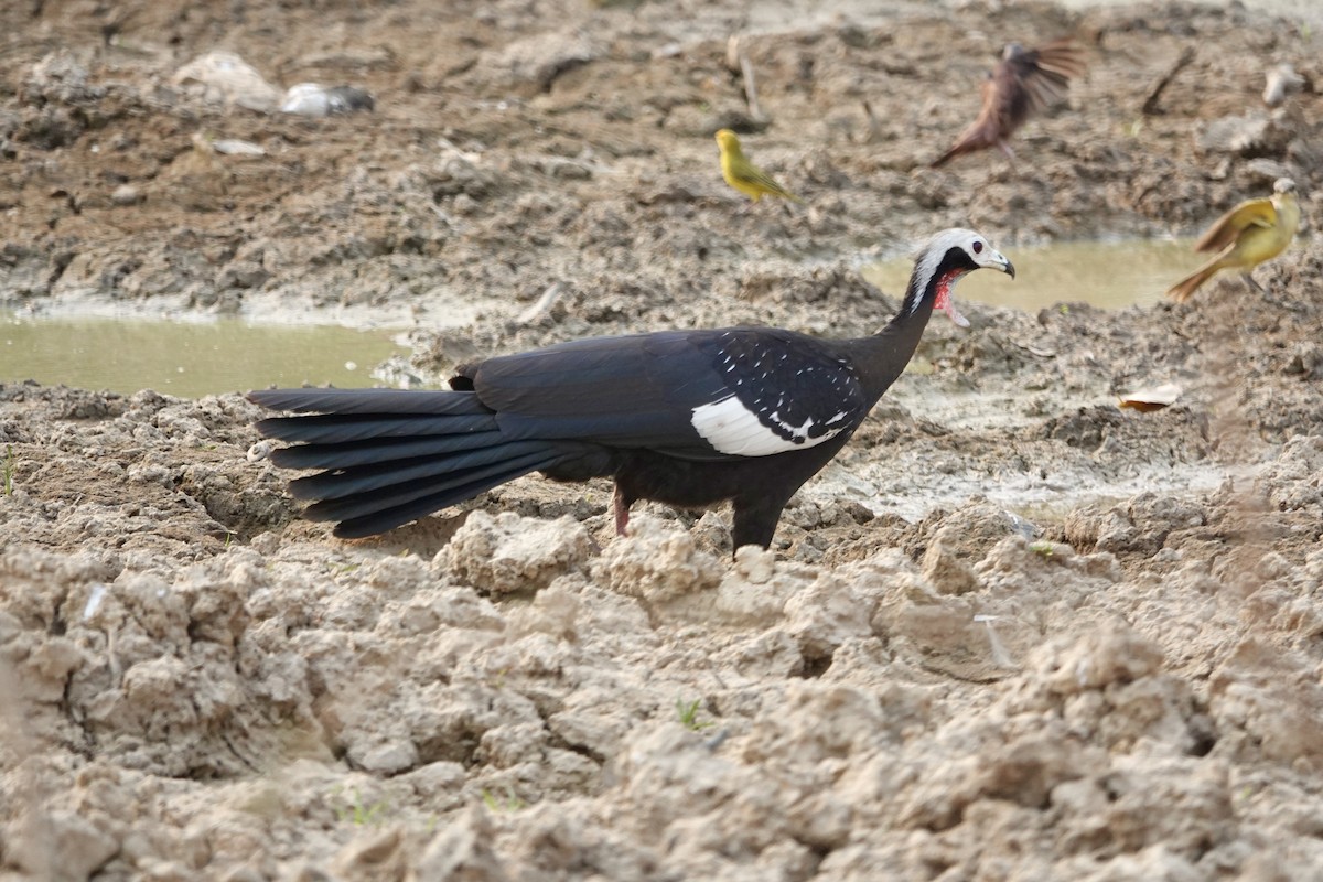 Red-throated Piping-Guan - ML624004194