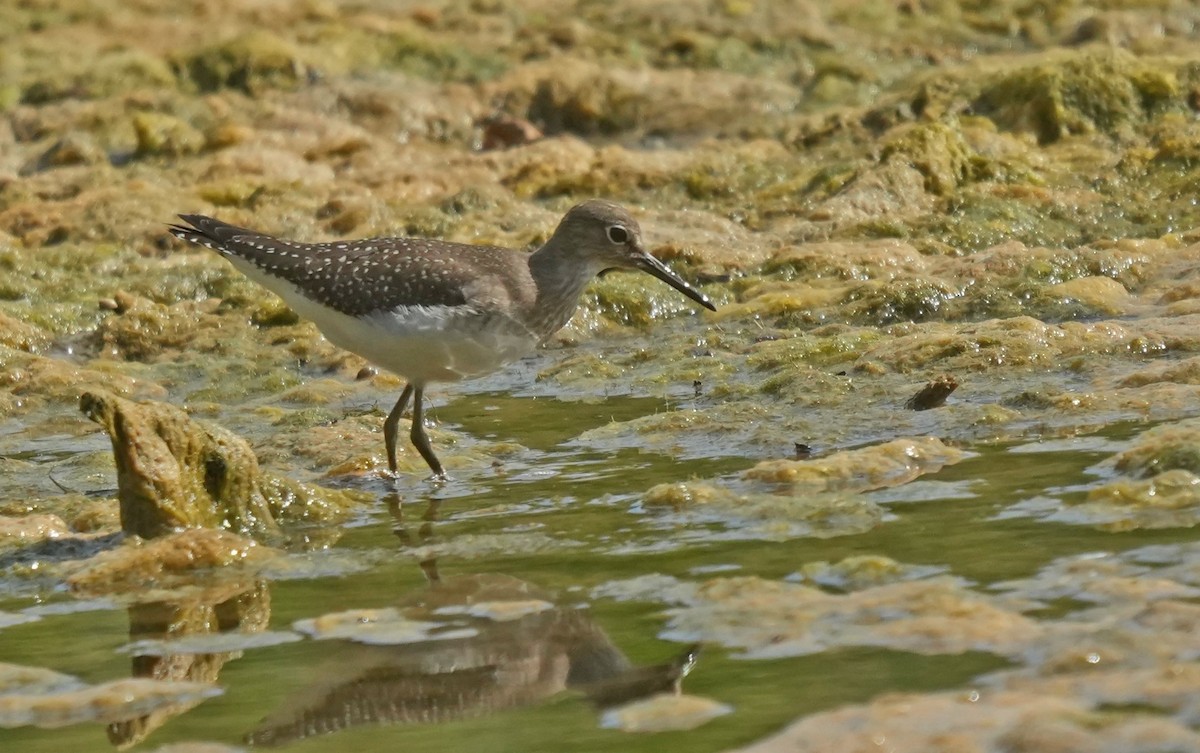 Solitary Sandpiper - ML624004196