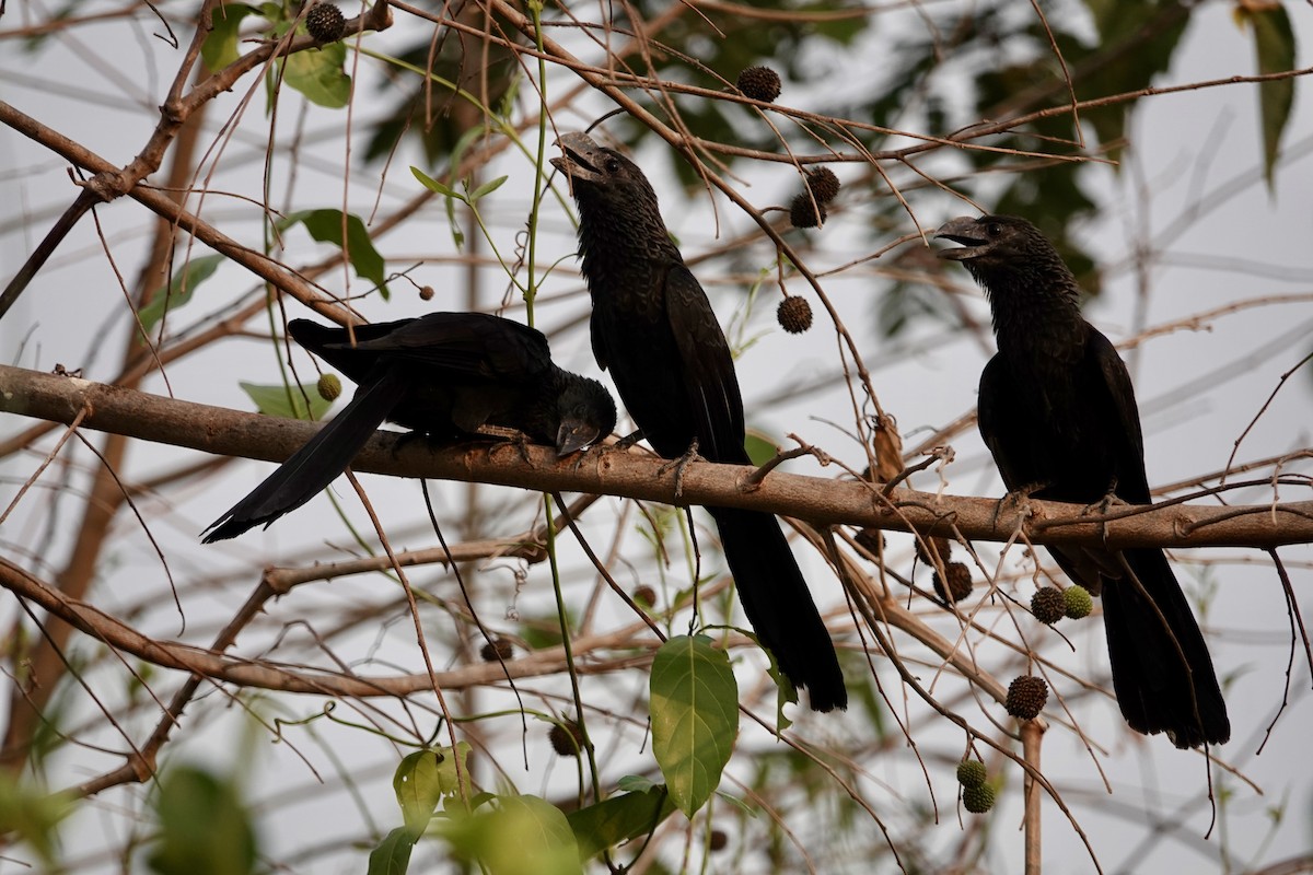 Smooth-billed Ani - Rainer Ruess