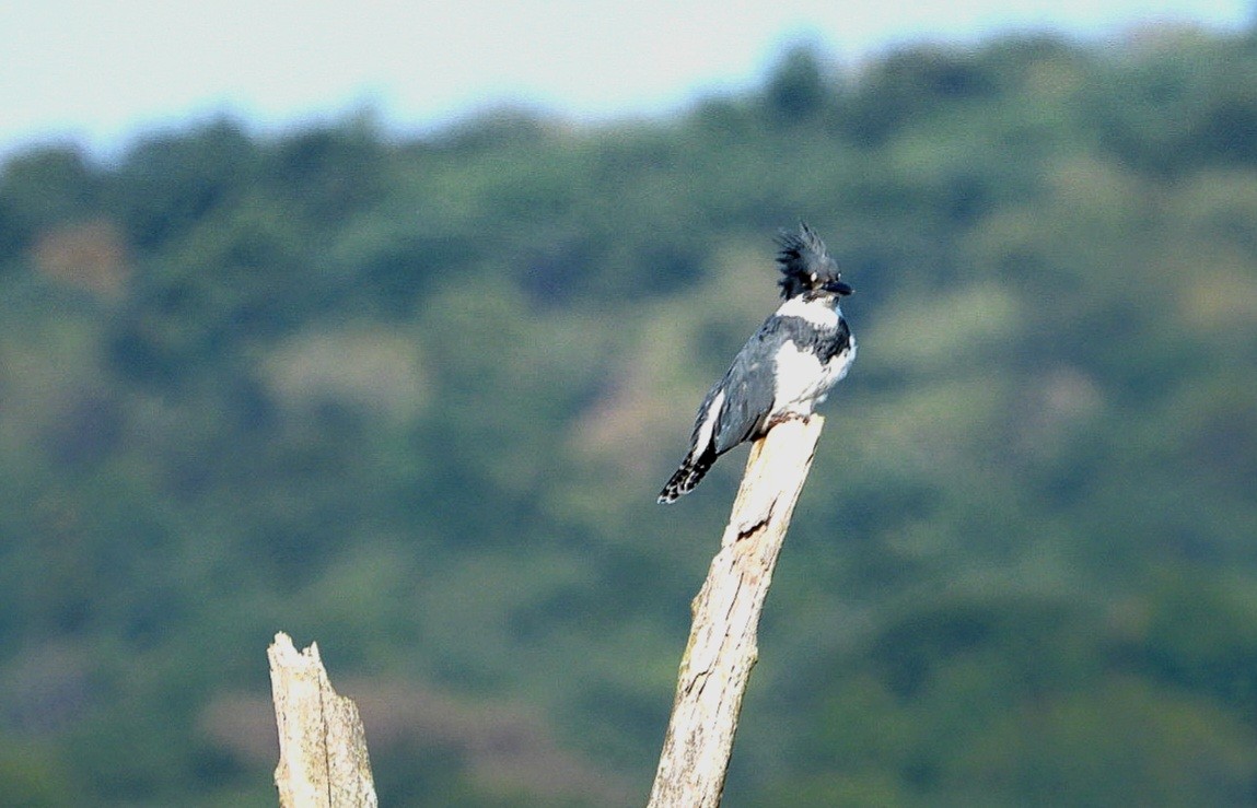 Belted Kingfisher - Aimee Benitez