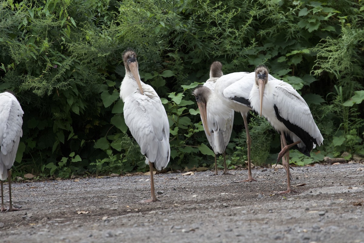 Wood Stork - ML624004209