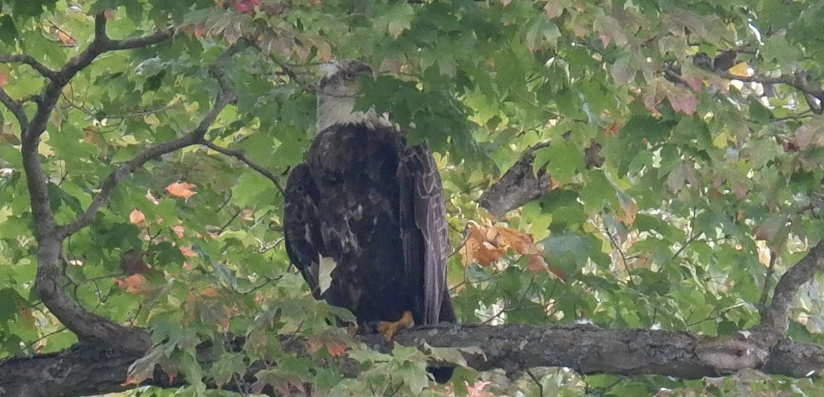 Weißkopf-Seeadler - ML624004228