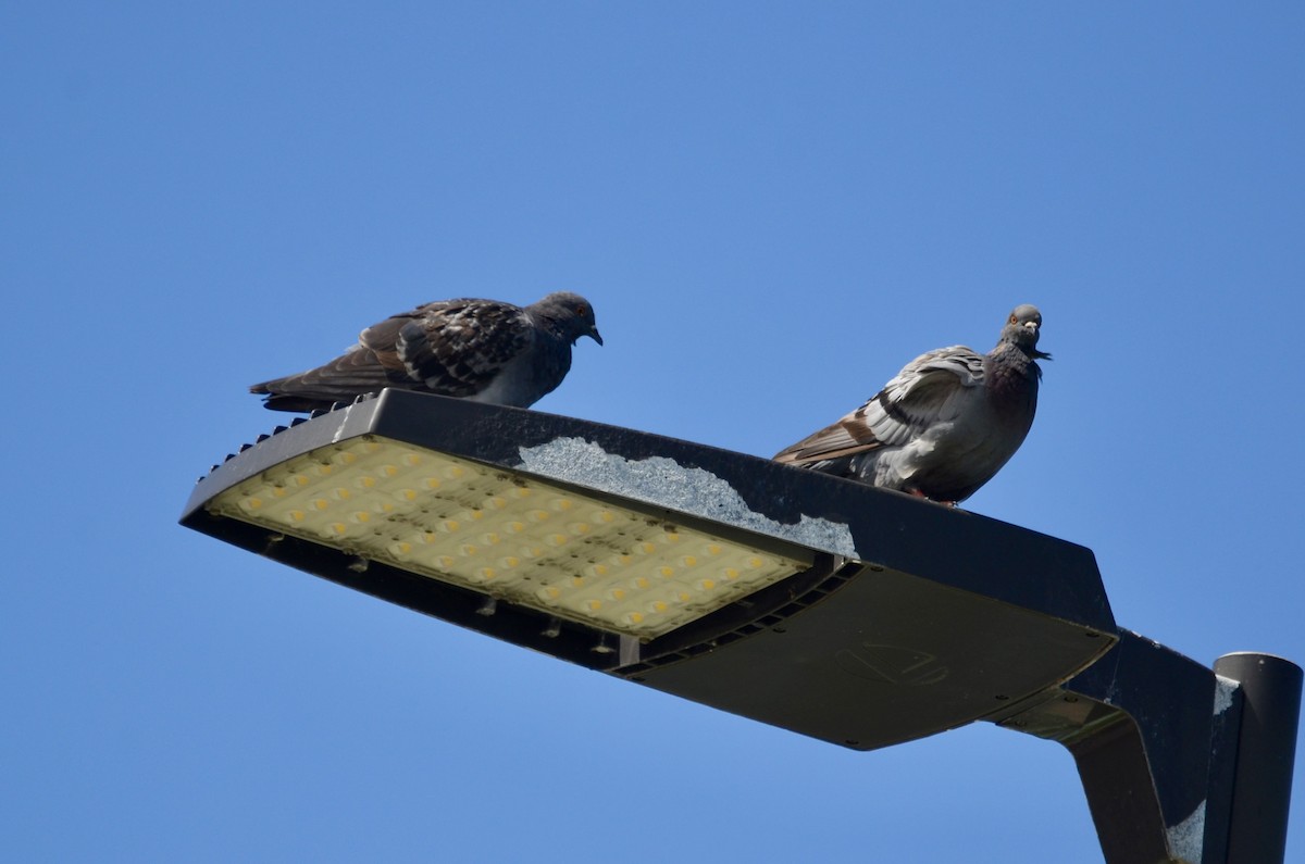 Rock Pigeon (Feral Pigeon) - ML624004239