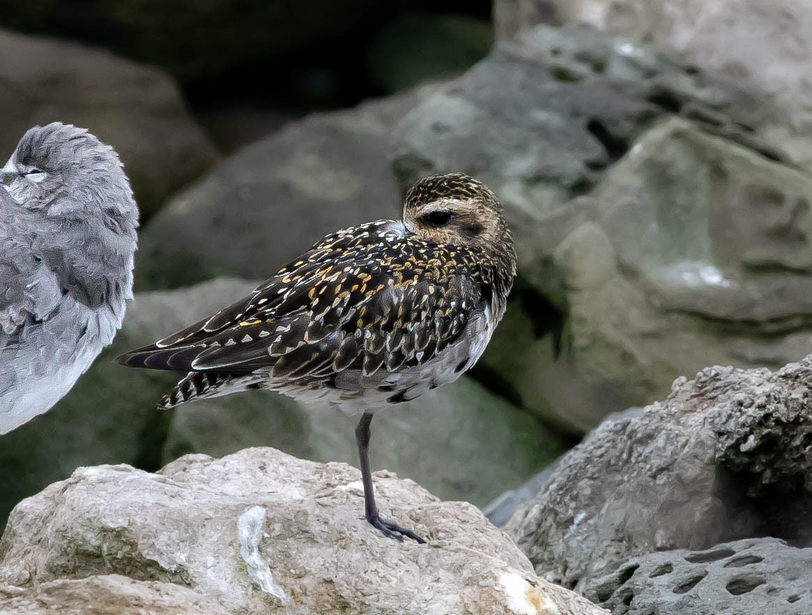 Pacific Golden-Plover - ML624004259