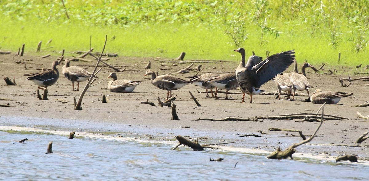 Greater White-fronted Goose (Western) - ML624004261