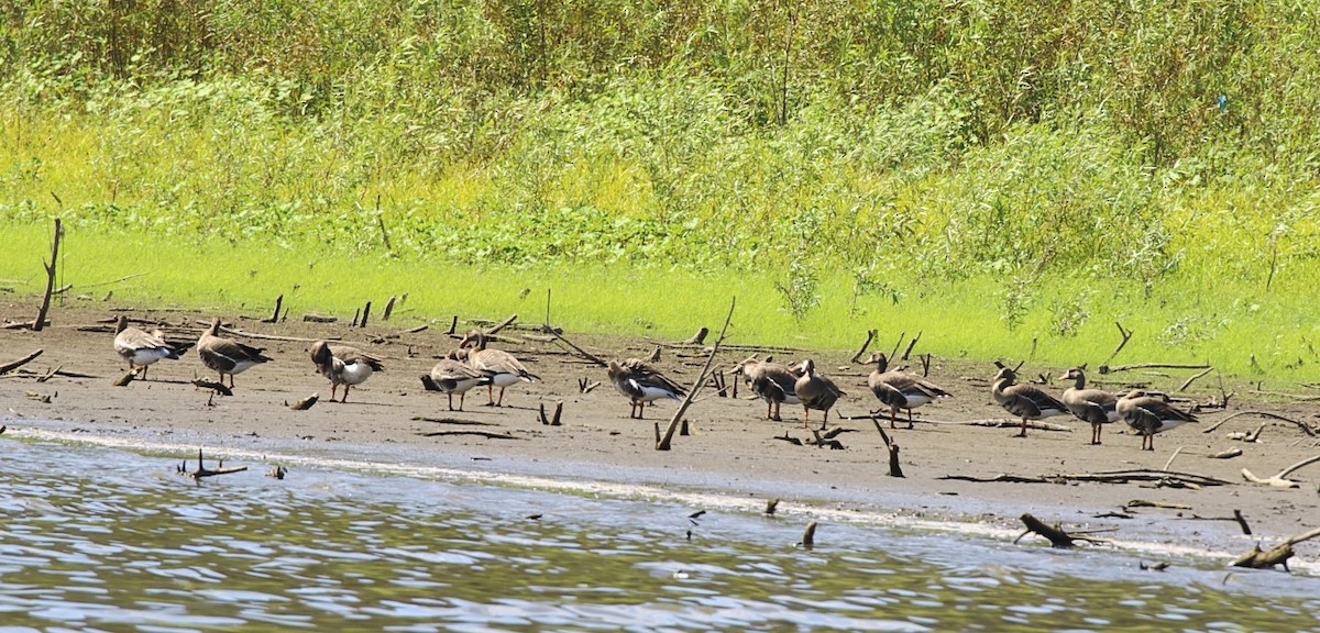 Greater White-fronted Goose (Western) - ML624004266