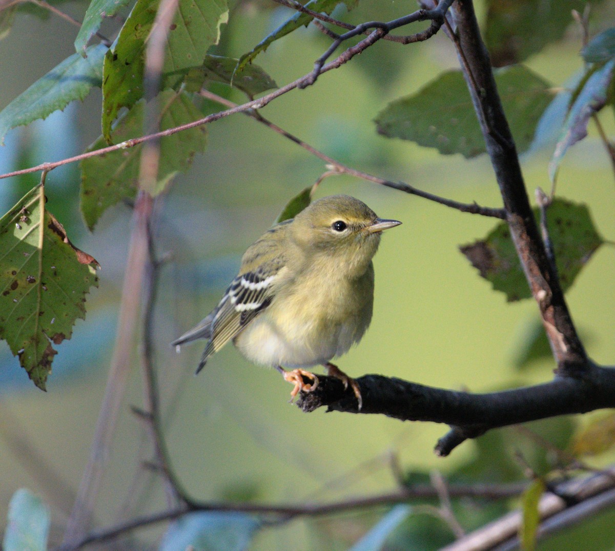 Blackpoll Warbler - ML624004279