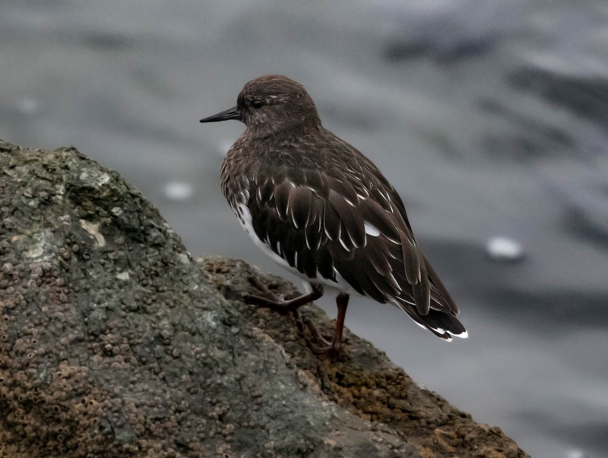 Black Turnstone - ML624004285