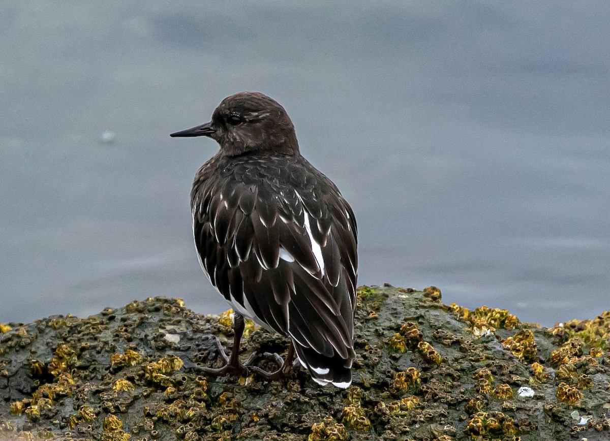 Black Turnstone - ML624004286