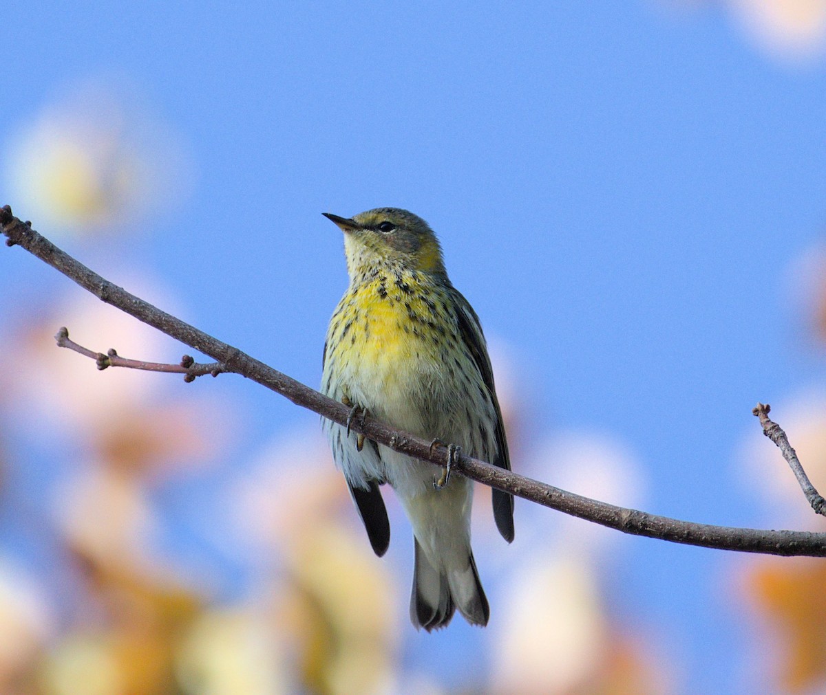 Cape May Warbler - ML624004289