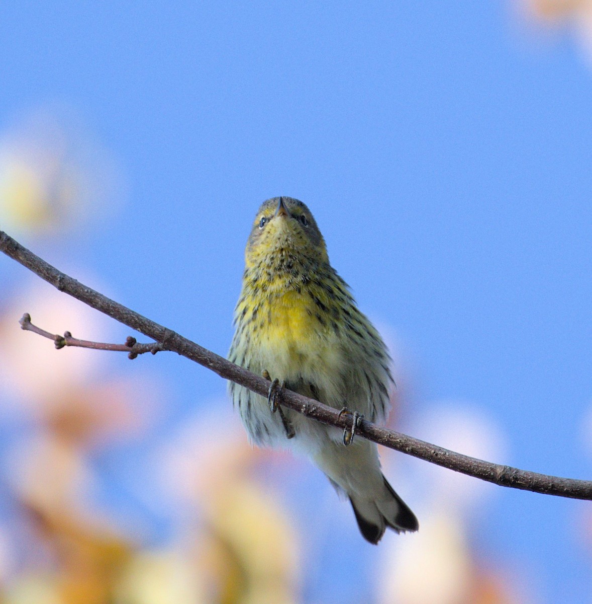 Cape May Warbler - ML624004292