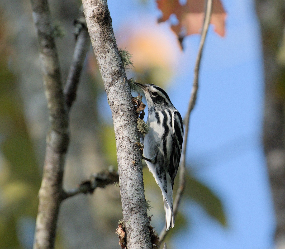 Black-and-white Warbler - ML624004304